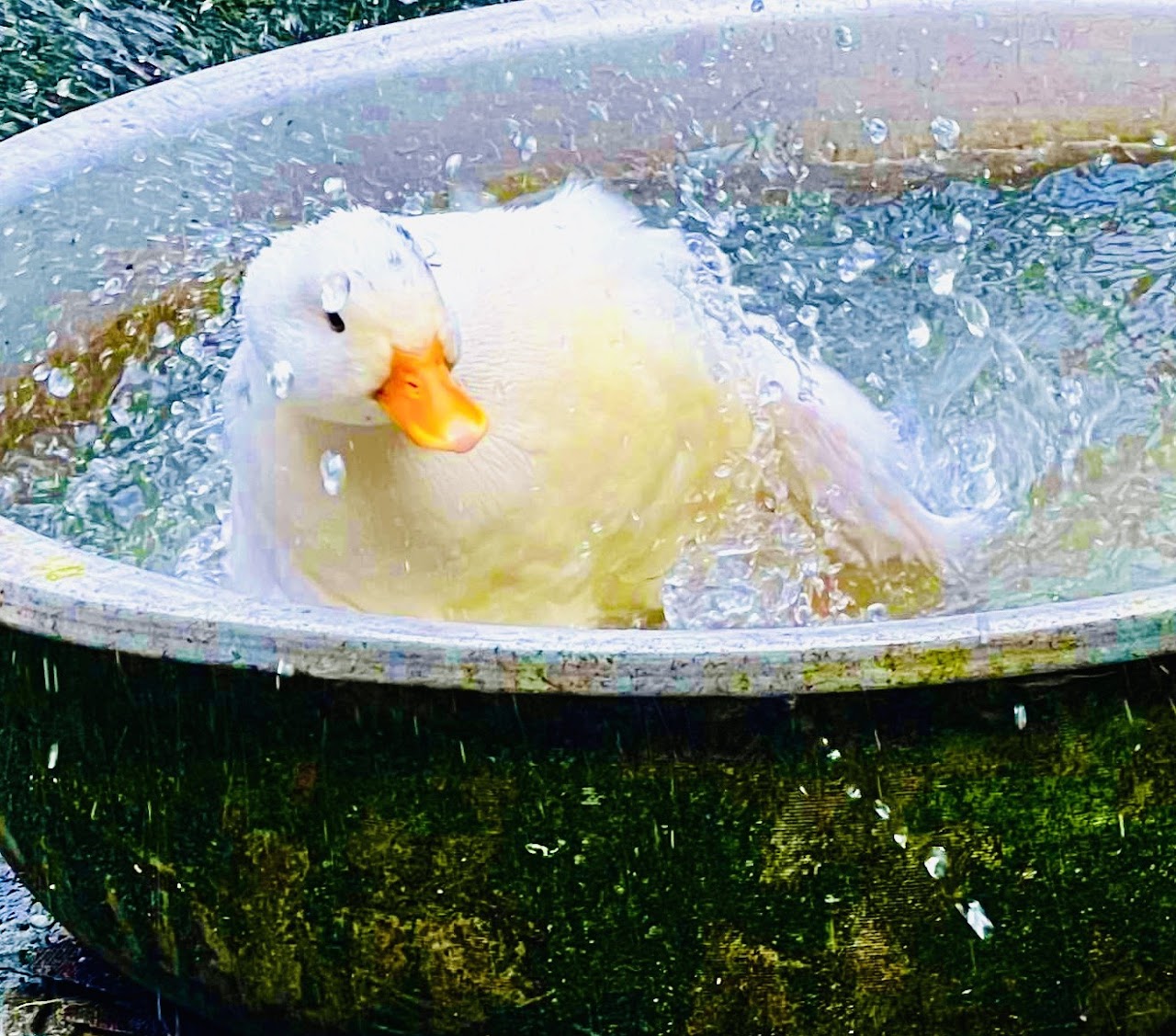 戲水的鴨子