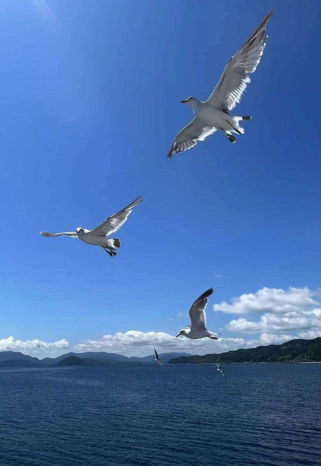 展翅的海鷗